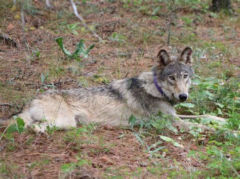 A Storied Gray Wolf Has Been Killed In Southern California Npr