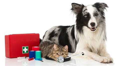 What To Include In A Pet First Aid Kit Close Veterinary Clinic