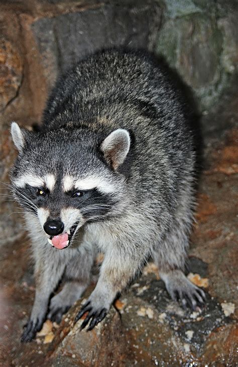 Raccoon Roundworm A Dangerous Threat