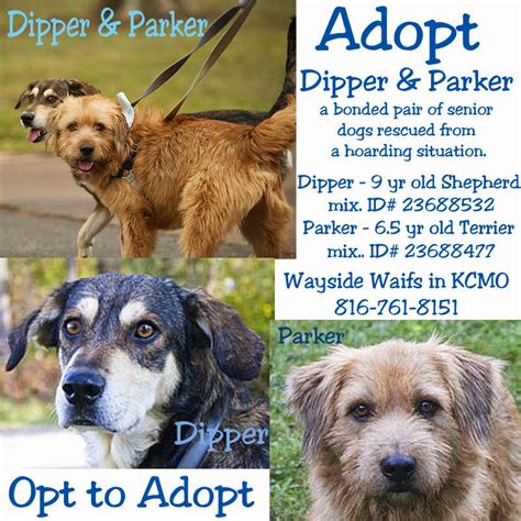 This gives us better information on the cat's personality, needs and what sort of home might be the best fit. Talking Dogs at For Love of a Dog: Adopt Dipper and Parker ...