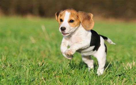 Captivating Cuteness Delve Into The Adorable World Of A Beagle Pup