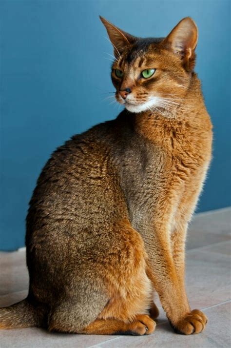 Size And Weight Of Abyssinian Cats Annie Many