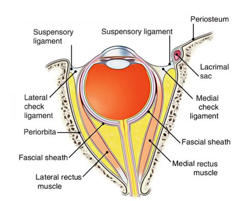 Extraocular Muscles Earths Lab
