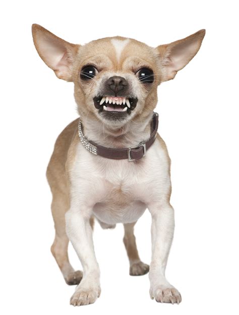 Front View Of Angry Chihuahua Growling Standing Salix And Co