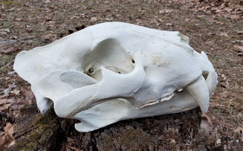 Large Bengal Tiger Skull Replica Etsy