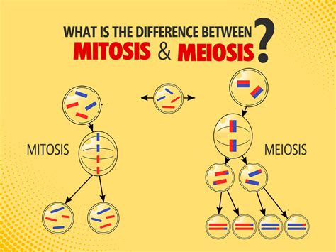 What Is The Difference Between Mitosis And Meiosis