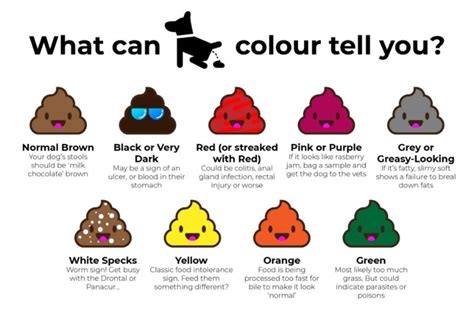 The Meaning Of Your Dogs Poop Based On Its Color And Texture