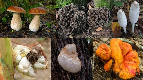 The 12 Best Edible Wild Mushrooms Meateater Wild Foods
