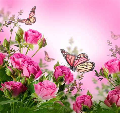 Pink Flower Butterfly Wallpapers Top Free Pink Flower Butterfly