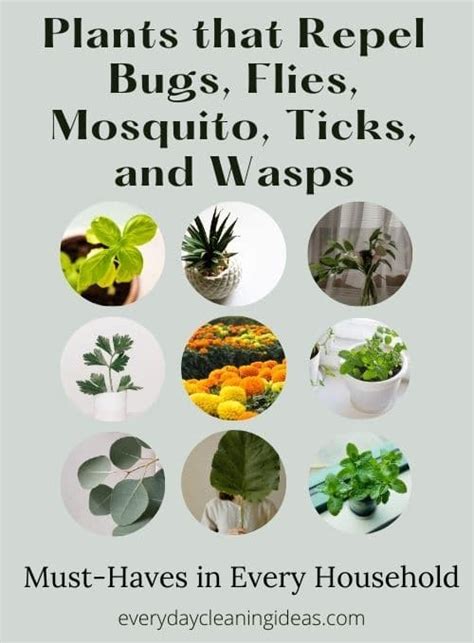 Plants that Repel Bugs, Flies, Mosquito, Ticks, and Wasps - Must-Haves ...