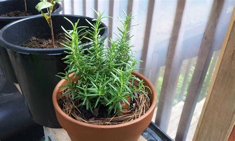 The Top How To Take Care Of Rosemary Plant