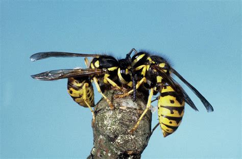 Common Wasps Chewing Wood Photograph By M F Merletscience Photo Library