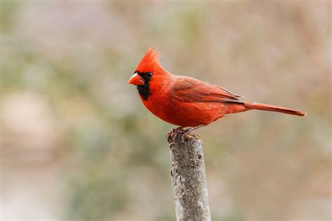 Ohio State Bird Cardinal 50states