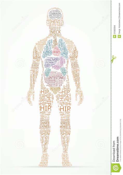 Human Body Wordcloud Stock Vector Illustration Of Concept