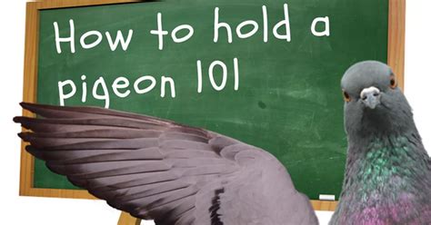 Theres A Class To Teach Correct Pigeon Holding Procedure Happening In
