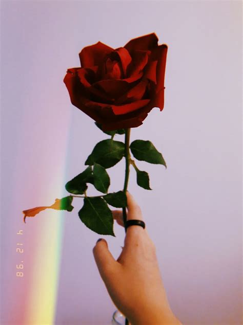 87 Rose Day Aesthetic Pic Iwannafile