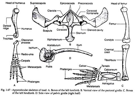 We did not find results for: Skeletal Structures of Toad (With Diagram) | Zoology
