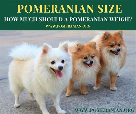 At What Age Are Pomeranian Puppies Full Grown