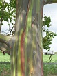 Eucalyptus deglupta (Rainbow Eucalyptus) - Richard Lyons Nursery, Inc.