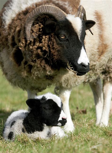 Jacob Sheep With Lamb Photograph By John Devriesscience Photo Library