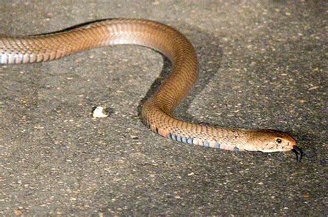 Spitting Cobra Facts You Need To Know Always Learning