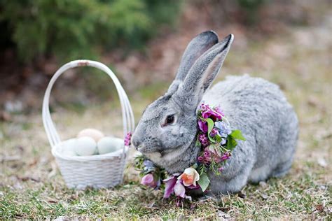Easter Bunny Sean Emerson