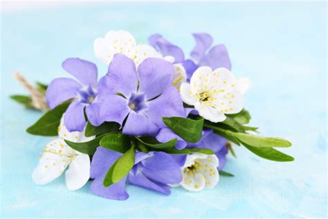 Periwinkle Flower Meaning Flower Meaning