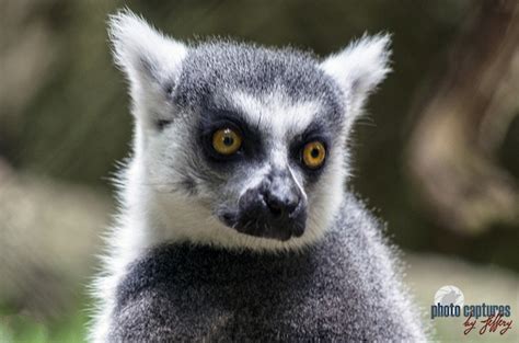 Photo Captures By Jeffery Primates Lemur Catta