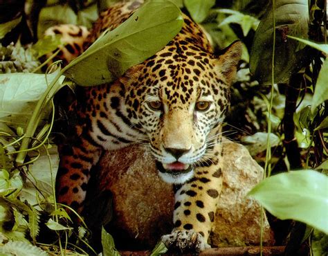 Animal adaptations to the tropical rainforest. Amazing Amazonia: Amazon Rainforest 46 Pics