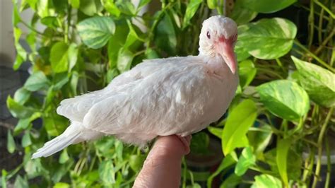 Baby White Dove 3 Weeks Old Magic Bird Training Youtube
