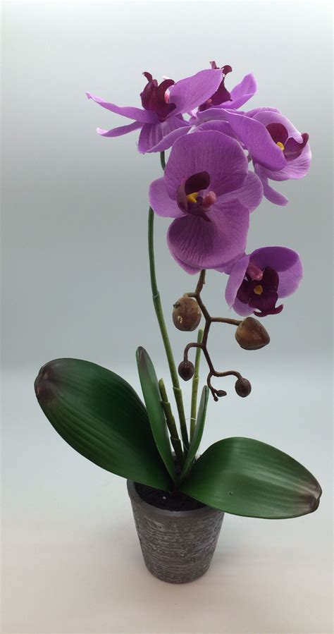 Silk Orchid In Pot Beautiful Flowers Silk Orchids Purple Orchids