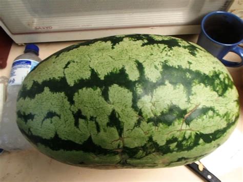 Rare Champagne Water Melon Seeds 4 Sale Here Online Oz 8 Pp
