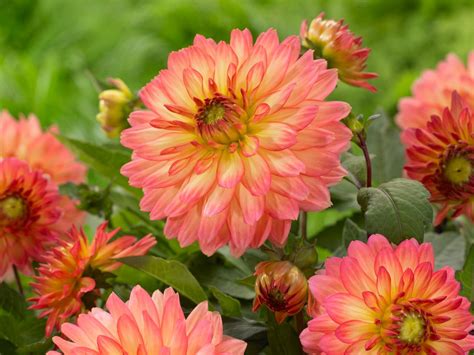 How And When To Plant Dahlias Hgtv