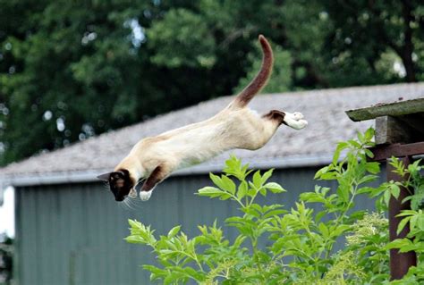 How High Can A House Cat Jump Highest And Average Jumps Excited Cats