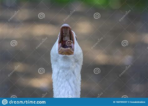 Domestic Goose Looks Funny Doing Funny Faces White Head With Orange Beak Farm Long Neck