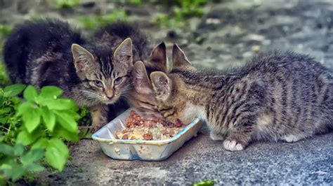 Feeding Stray Cats Cruel Or Kind Ten Lives