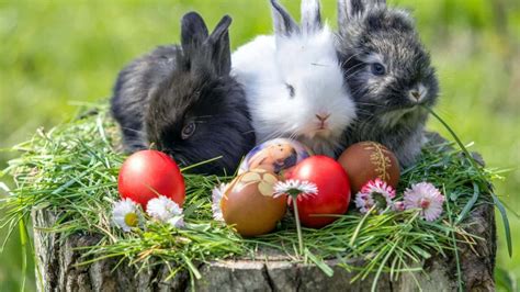 Download Three Easter Bunny Picture