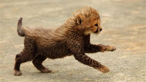 Cheetah Cub Cheetah Photo 37678480 Fanpop