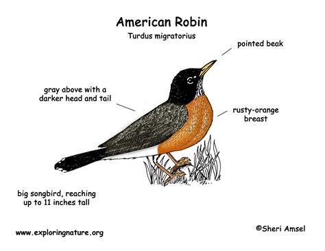 Robin American