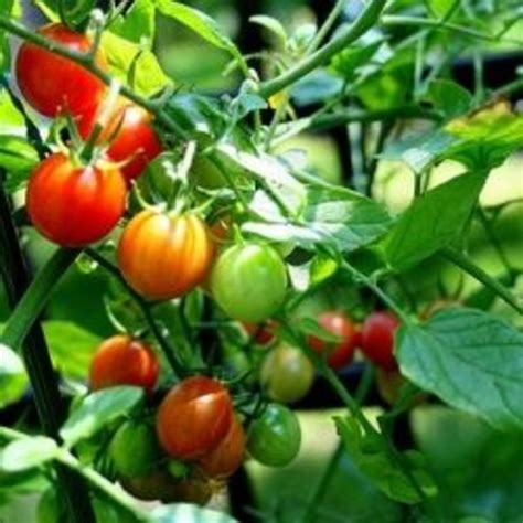 Tomato Pruning How To Prune Tomatoes Hubpages