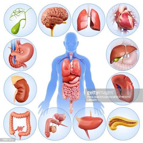 The human body contains five organs that are considered vital for survival. Human Internal Organ Stock Illustrations - Getty Images