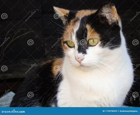 Closeup Of Tricolor Cat Colored Feline Pet Background Stock Image