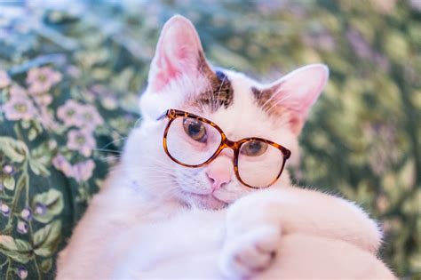 Wallpaper Animals Glasses Nose Whiskers Pink Skin Eye Kitten