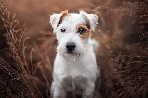 12 Terrier Dog Breeds