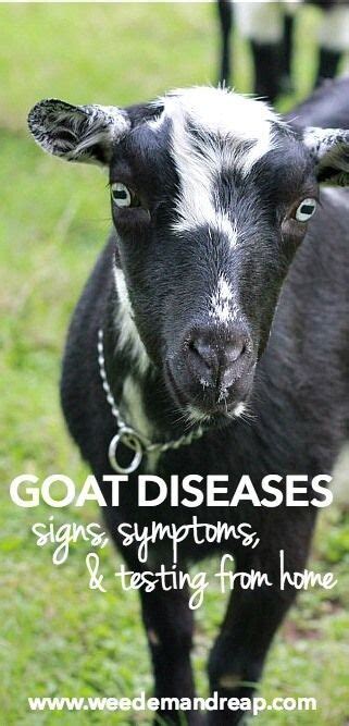 Goat Diseases Signs Symptoms And Testing From Home Raising Farm