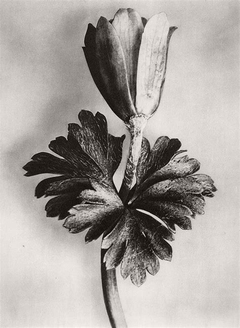 Biography Fine Art Botanical Photographer Karl Blossfeldt Monovisions