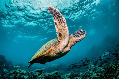 Wild Sea Turtles Call Florida Home