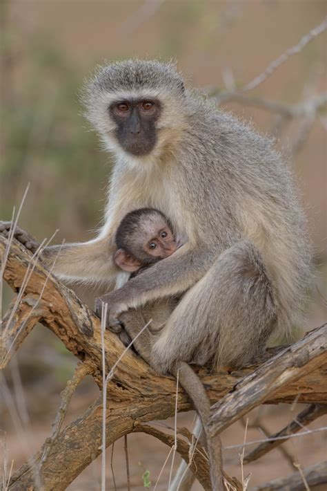 20 Interesting Monkey Facts For Kids Childfun