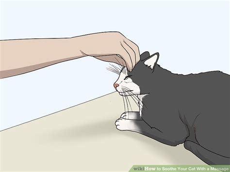 how to soothe your cat with a massage 11 steps with pictures