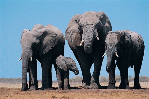 Elephant Herd Is Seriously Ticked At Guy On Moped